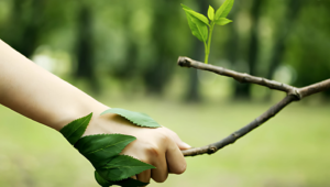 Licença Ambiental